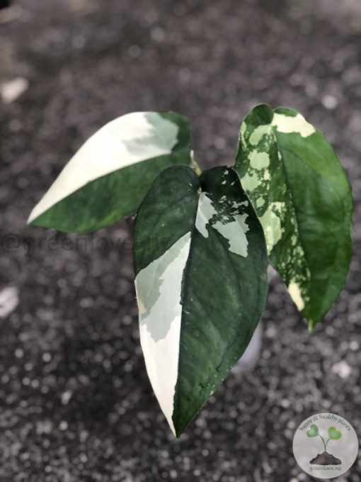 Variegated Chiapense