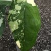 Variegated Chiapense