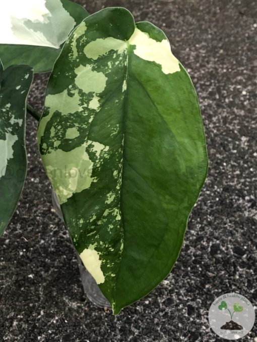 Variegated Chiapense