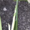 Variegated Chiapense