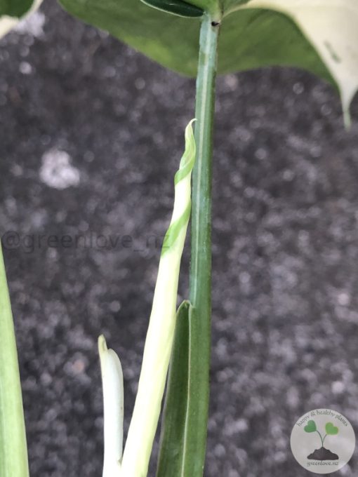 Variegated Chiapense