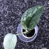 Rare Scindapsus Sangkuriang - A