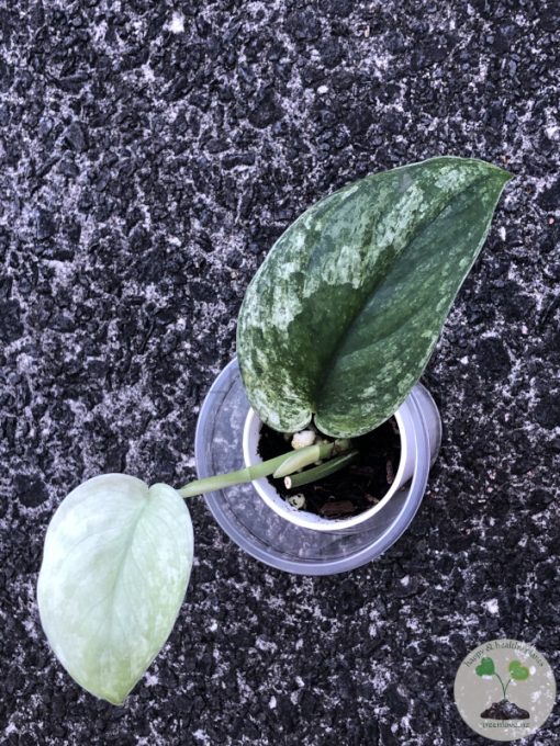Rare Scindapsus Sangkuriang - A