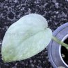 Rare Scindapsus Sangkuriang - A