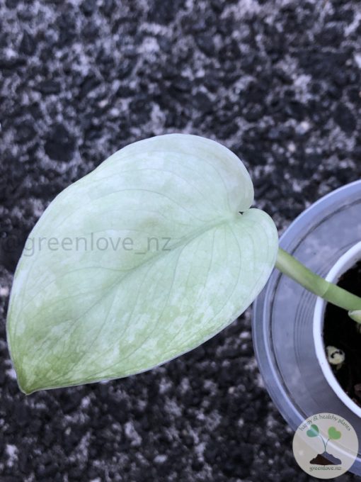 Rare Scindapsus Sangkuriang - A