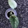 Rare Scindapsus Sangkuriang - A