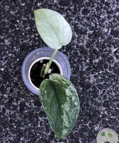 Rare Scindapsus Sangkuriang - A