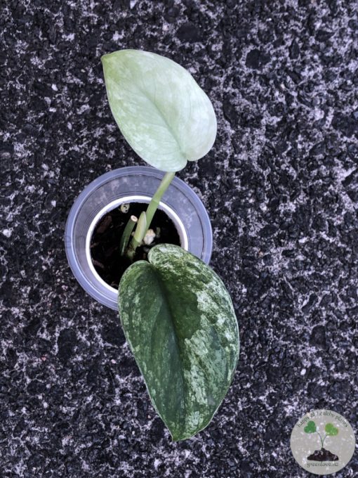 Rare Scindapsus Sangkuriang - A