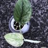 Rare Scindapsus Sangkuriang - B
