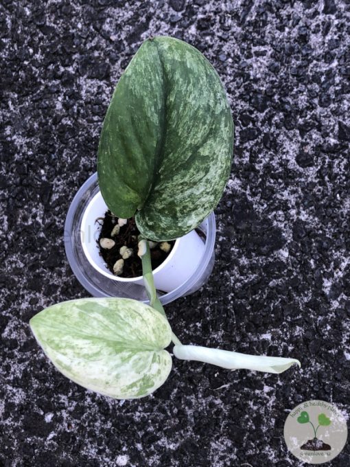 Rare Scindapsus Sangkuriang - B