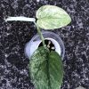 Rare Scindapsus Sangkuriang - B