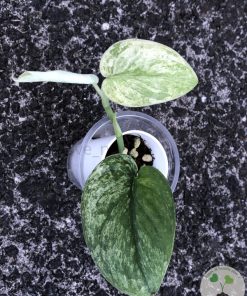 Rare Scindapsus Sangkuriang - B