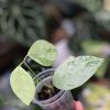 Hoya coriacea 'Silver'