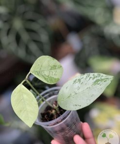 Hoya coriacea 'Silver'