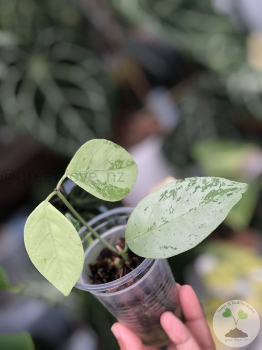 Hoya coriacea 'Silver'