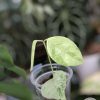 Hoya coriacea 'Silver'