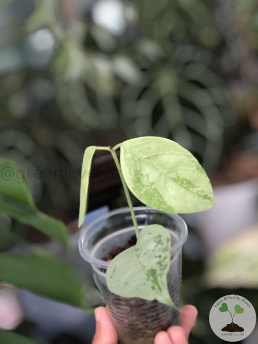 Hoya coriacea 'Silver'