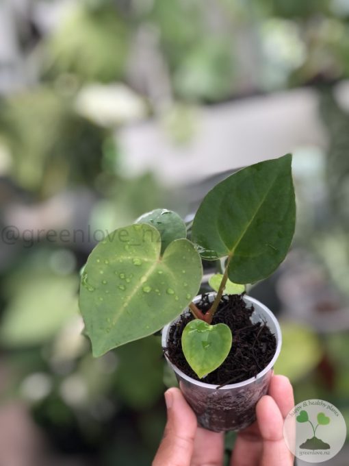 Anthurium Hoffmannii X Dressleri Indo