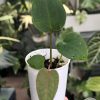 Anthurium Dark Mama x DP X No ID