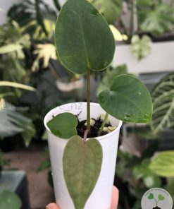 Anthurium Dark Mama x DP X No ID