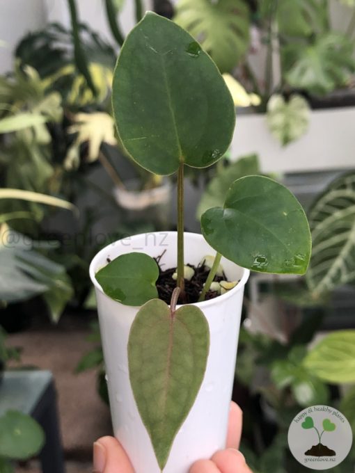 Anthurium Dark Mama x DP X No ID