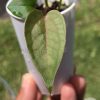 Anthurium Dark Mama x DP X No ID