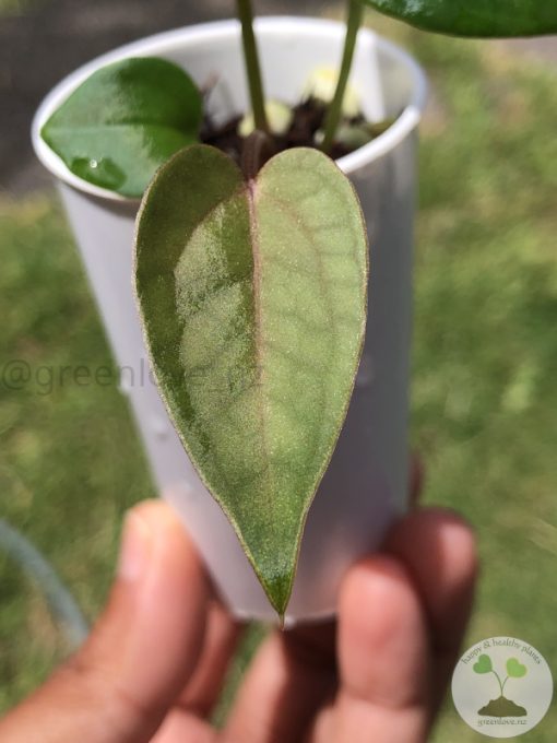 Anthurium Dark Mama x DP X No ID