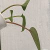 Anthurium Dark Mama x DP X No ID