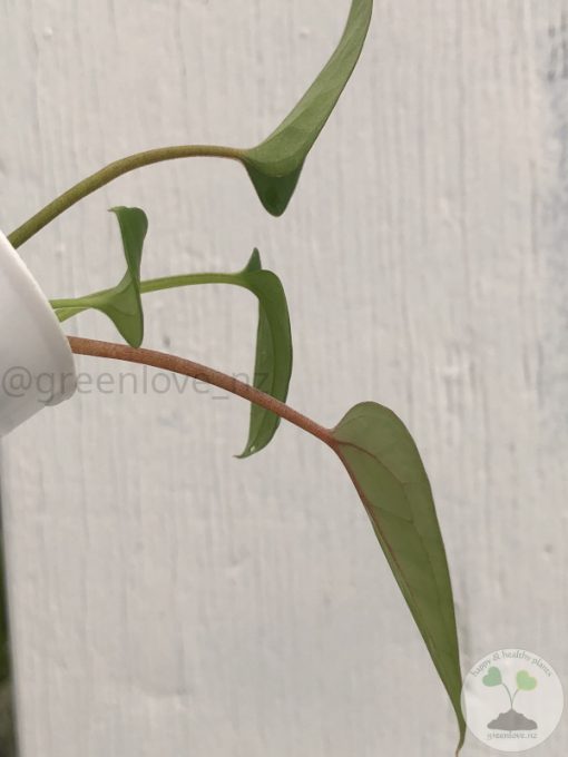 Anthurium Dark Mama x DP X No ID