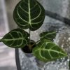 Anthurium Crystallinum X Forgetii
