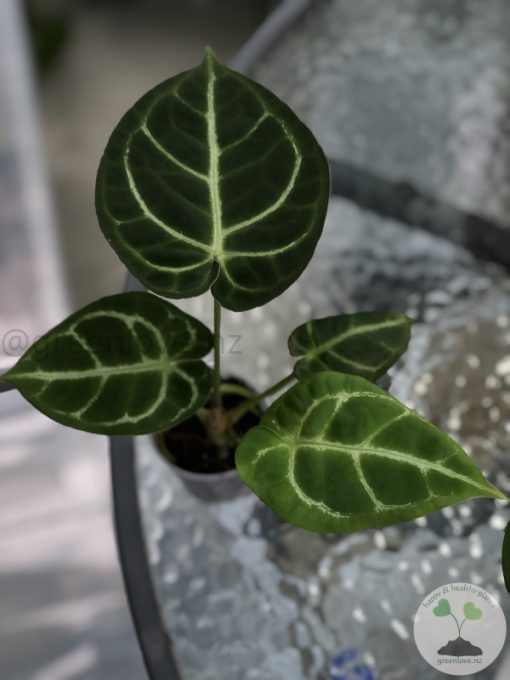 Anthurium Crystallinum X Forgetii