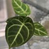Anthurium Crystallinum X Forgetii