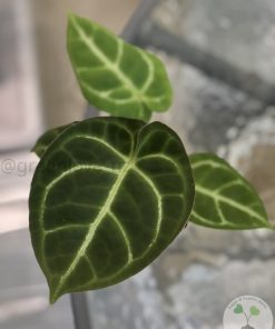 Anthurium Crystallinum X Forgetii