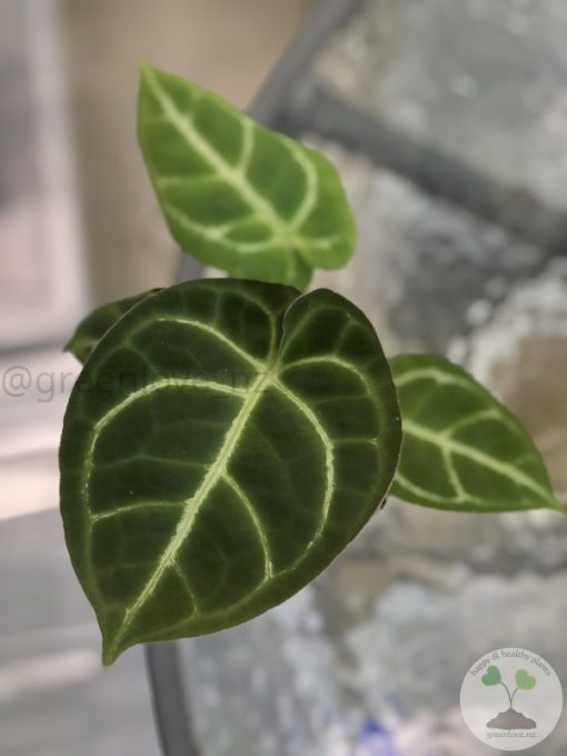 Anthurium Crystallinum X Forgetii