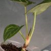 Anthurium Besseae.aff X Hoffmannii x