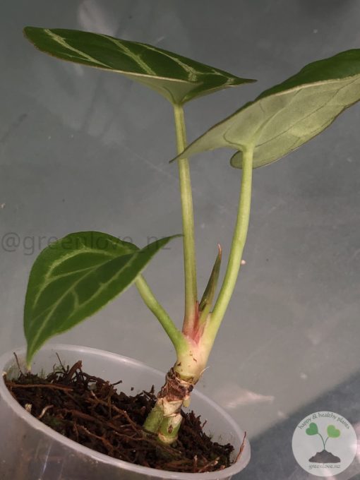 Anthurium Besseae.aff X Hoffmannii x