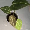 Anthurium Besseae.aff X Hoffmannii x