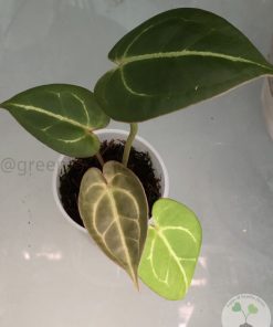 Anthurium Besseae.aff X Hoffmannii x
