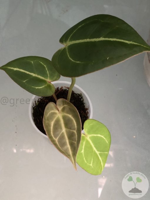 Anthurium Besseae.aff X Hoffmannii x