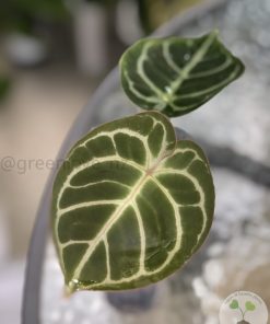 Anthurium Crystallinum X Forgetii