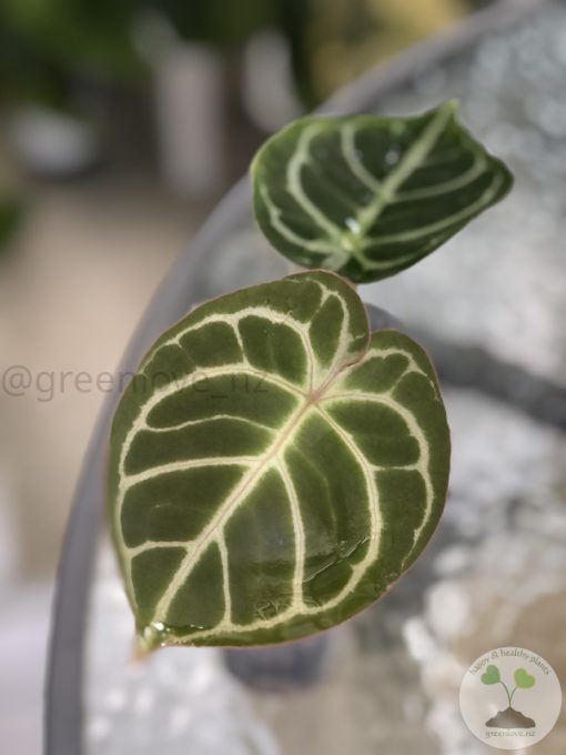 Anthurium Crystallinum X Forgetii