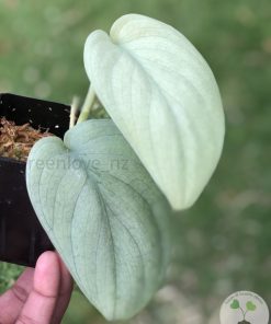 Scindapsus Silver Platinum - A