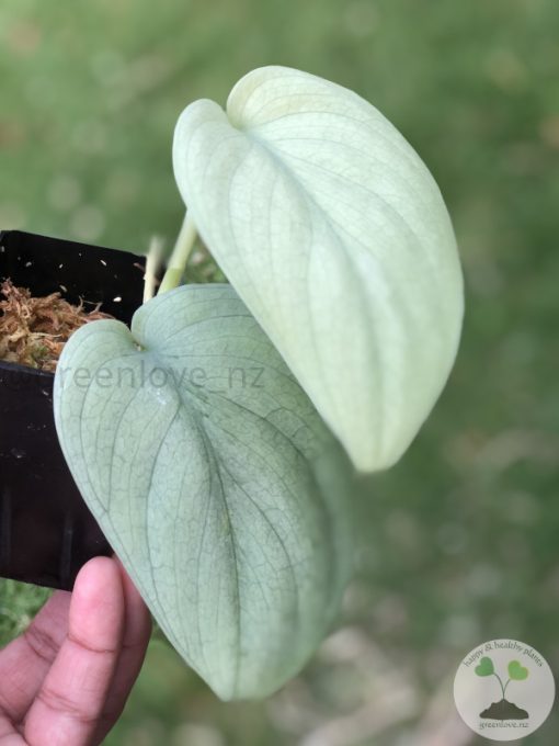 Scindapsus Silver Platinum - A