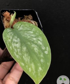Scindapsus Silver Cloud - B