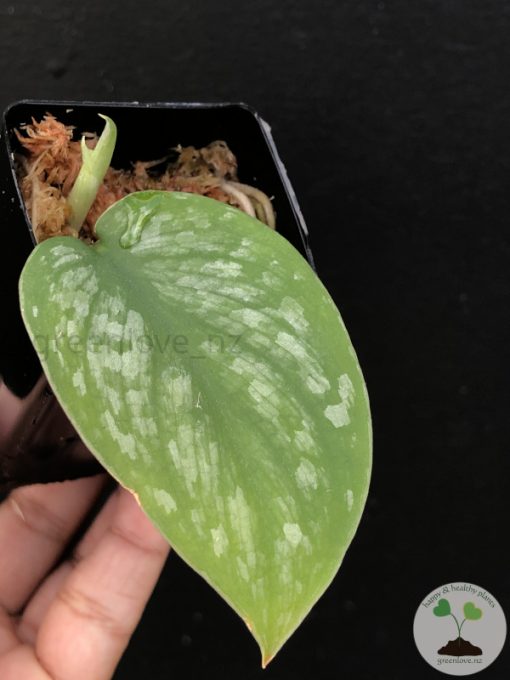Scindapsus Silver Cloud - B