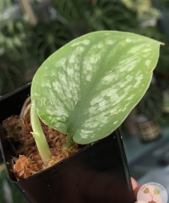 Scindapsus Silver Cloud - A