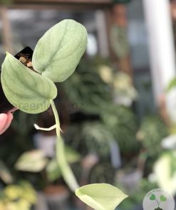 Scindapsus Silver Platinum - C