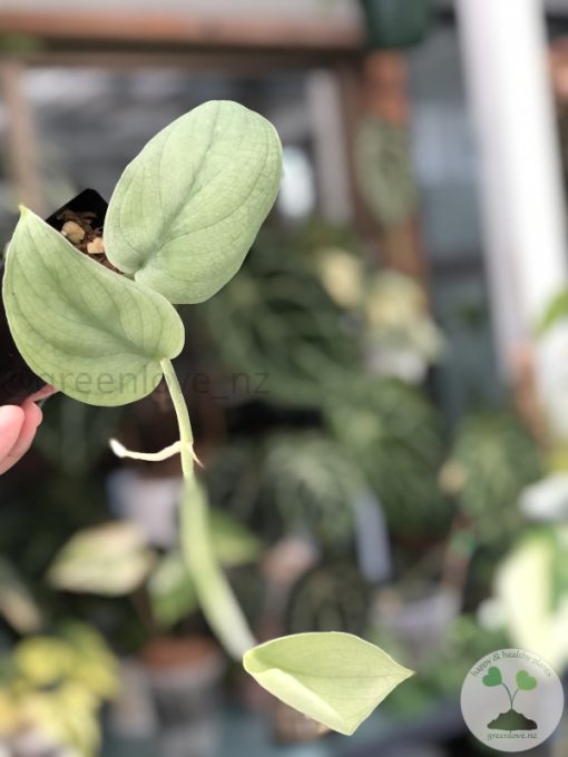 Scindapsus Silver Platinum - C