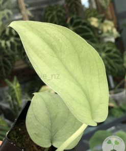 Scindapsus Silver Platinum - B