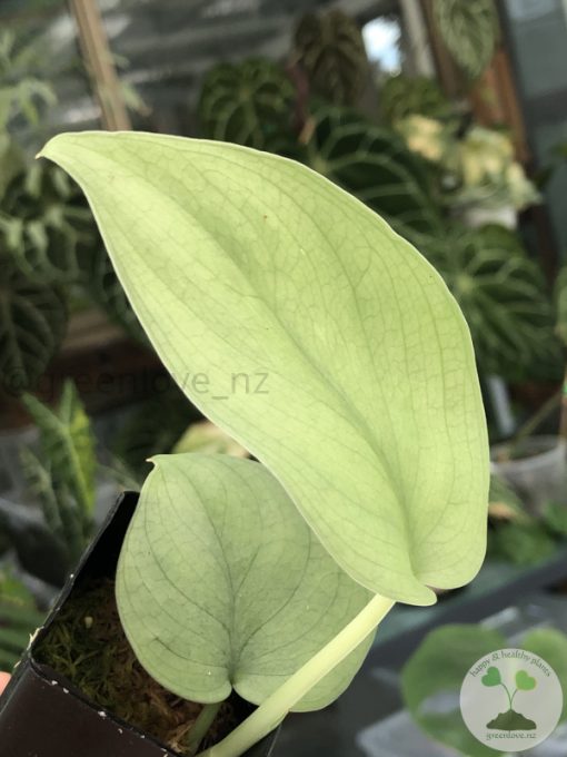 Scindapsus Silver Platinum - B